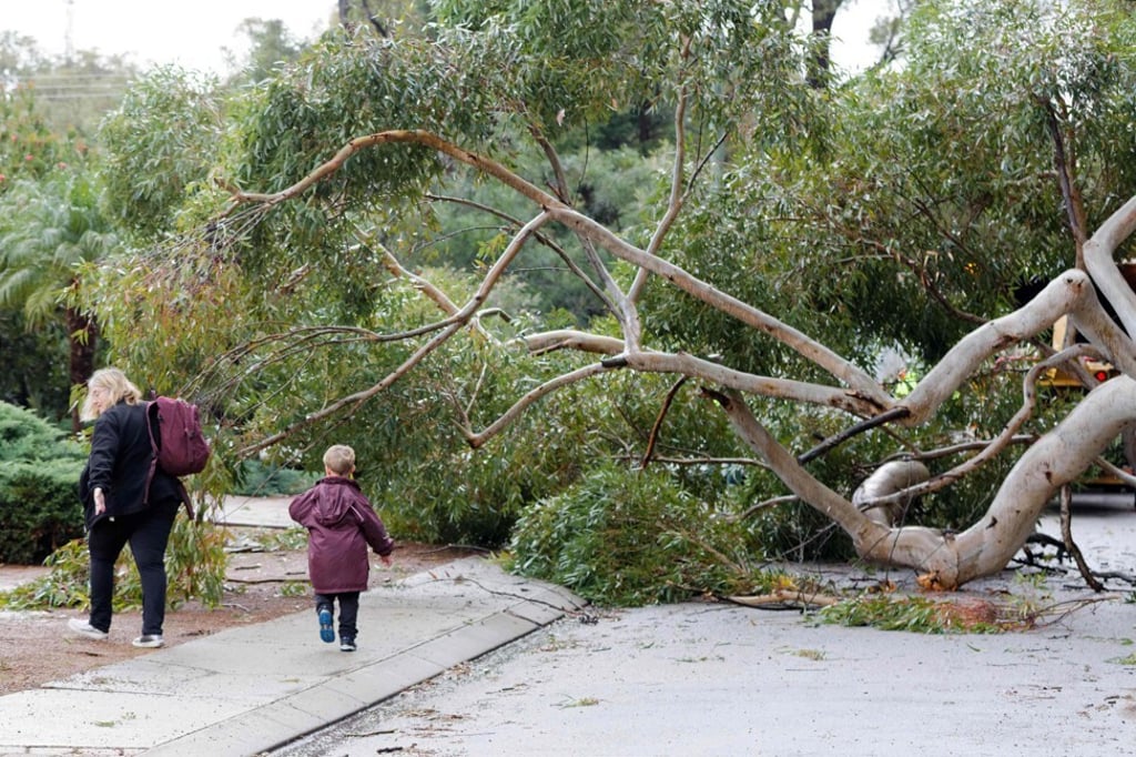 A woman and her son walk past a fallen tree in Perth on May 25, 2020. Photo: AFP