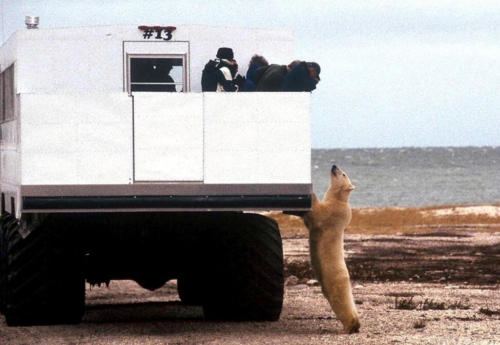 Tourists on a polar bear-spotting trip near Churchill, Manitoba, in Canada. Photo: AFP
