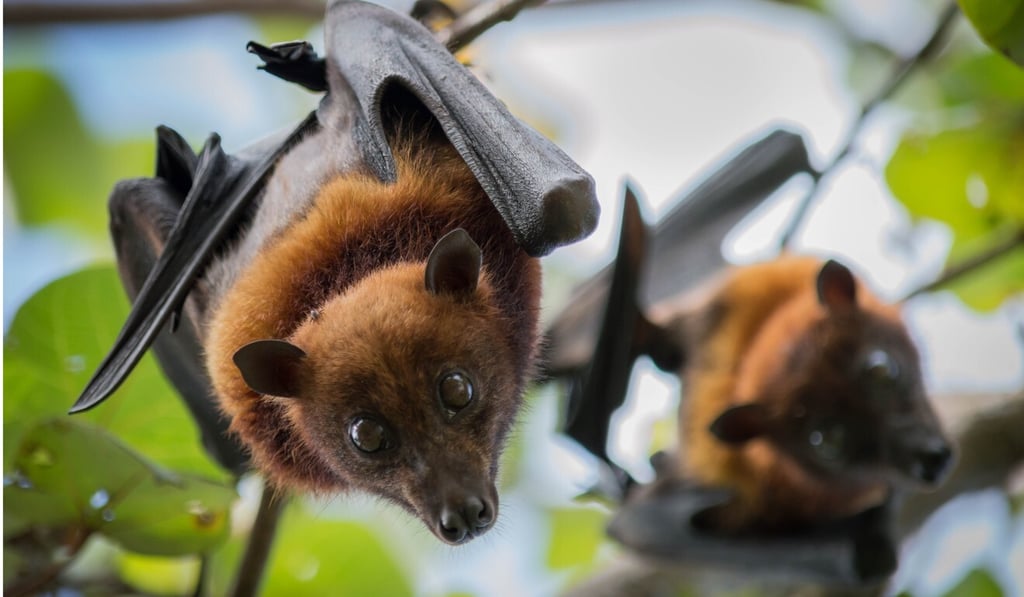 Virologist Shi Zhengli has spent years researching bat coronaviruses. Photo: Shutterstock Virologist Shi Zhengli has spent years researching bat coronaviruses. Photo: Shutterstock