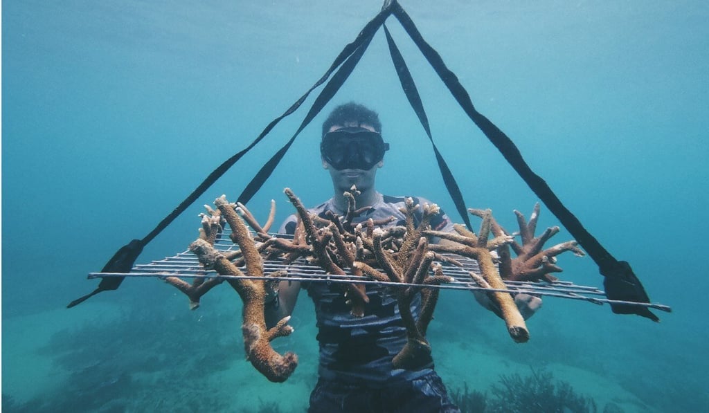 Damaged coral in Tioman, Malaysia. Sea Bells replants a piece of rehabilitated coral for every T-shirt it sells.