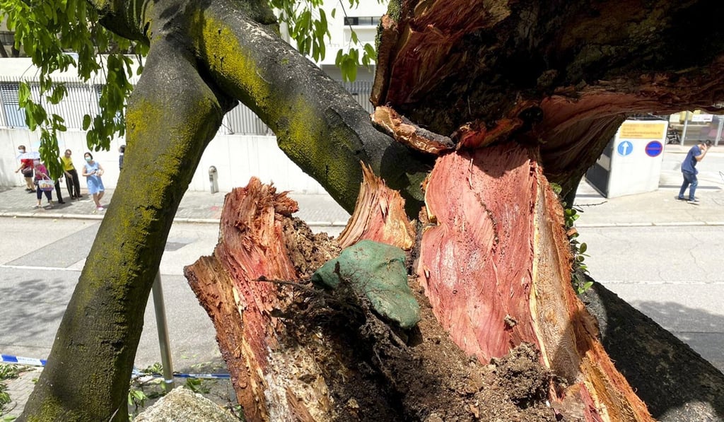 The tree branch was several metres long. Photo: Handout The tree branch was several metres long. Photo: Handout