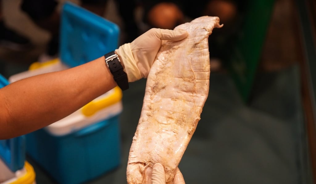 Despite being illegal the totoaba fish bladders are still in high demand. Photo: Handout