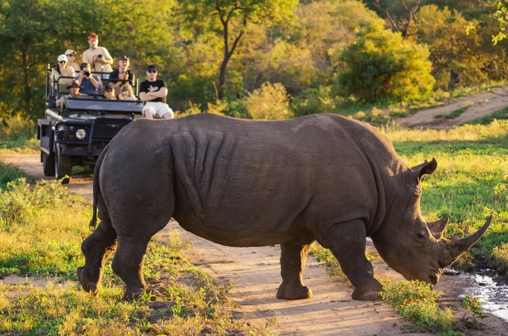 A rhino grazes in Kruger National Park. Photo: South African Tourism A rhino grazes in Kruger National Park. Photo: South African Tourism