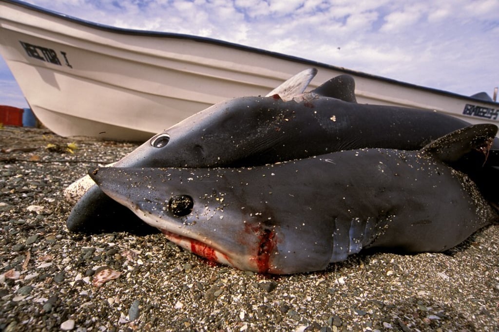 Shark finning is one of the world’s most destructive fishing practices, with sharks often discarded back into the ocean after their fins are removed where, unable to swim, they sink and die of suffocation or are eaten by other predators. Photo: Universal Images Group via Getty Shark finning is one of the world’s most destructive fishing practices, with sharks often discarded back into the ocean after their fins are removed where, unable to swim, they sink and die of suffocation or are eaten by other predators. Photo: Universal Images Group via Getty