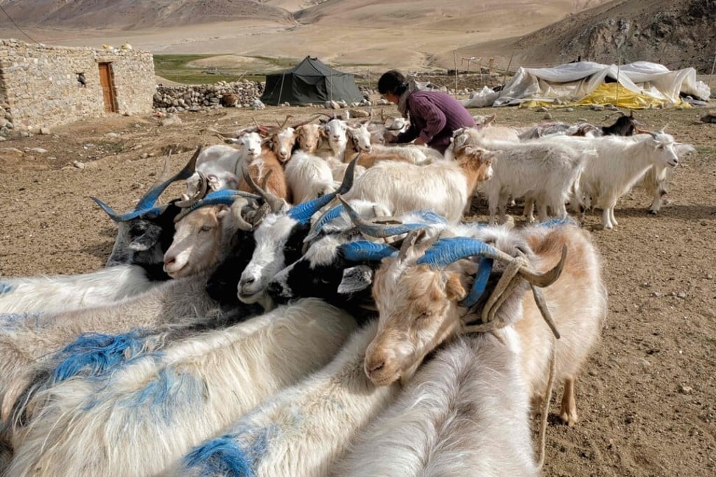 A Changpa nomad ties pashmina goats before milking them in a nomadic camp, about 1km from Korzok village in the Leh district of Ladakh. File photo: AFP