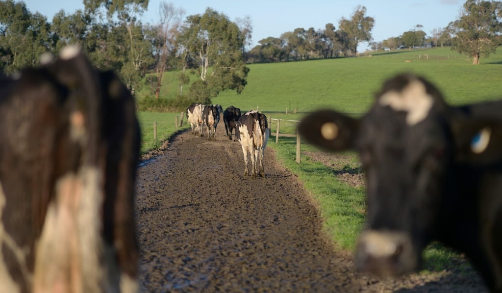 Friesian cows head to a pasture after being milked at a dairy farm in Victoria state, Australia. Photo: Bloomberg