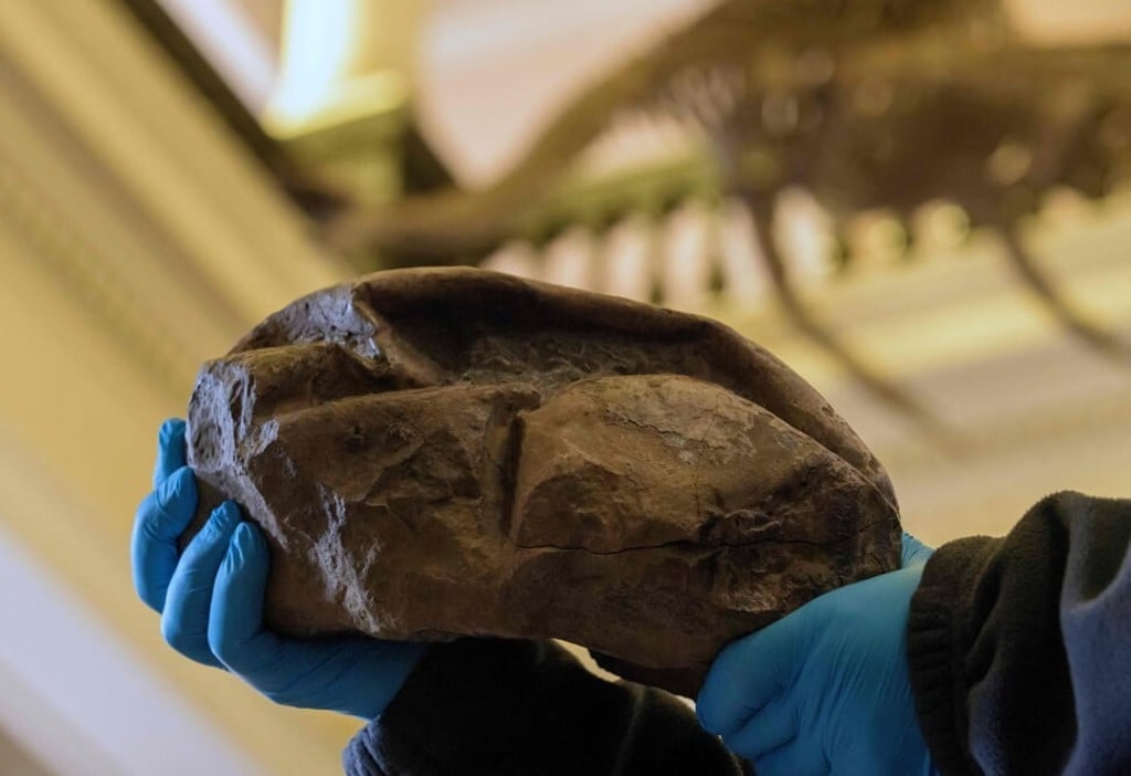 The soft-shelled egg is the first fossil egg found in Antarctica. Photo: Chilean National Museum of Natural History / AFP The soft-shelled egg is the first fossil egg found in Antarctica. Photo: Chilean National Museum of Natural History / AFP