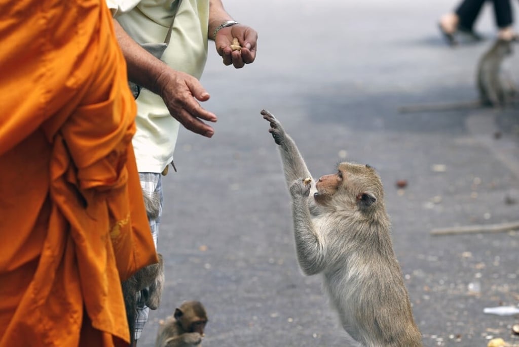 A Thai Buddhist monk feeds a monkey on a street in Lopburi province earlier this month. Photo: EPA A Thai Buddhist monk feeds a monkey on a street in Lopburi province earlier this month. Photo: EPA