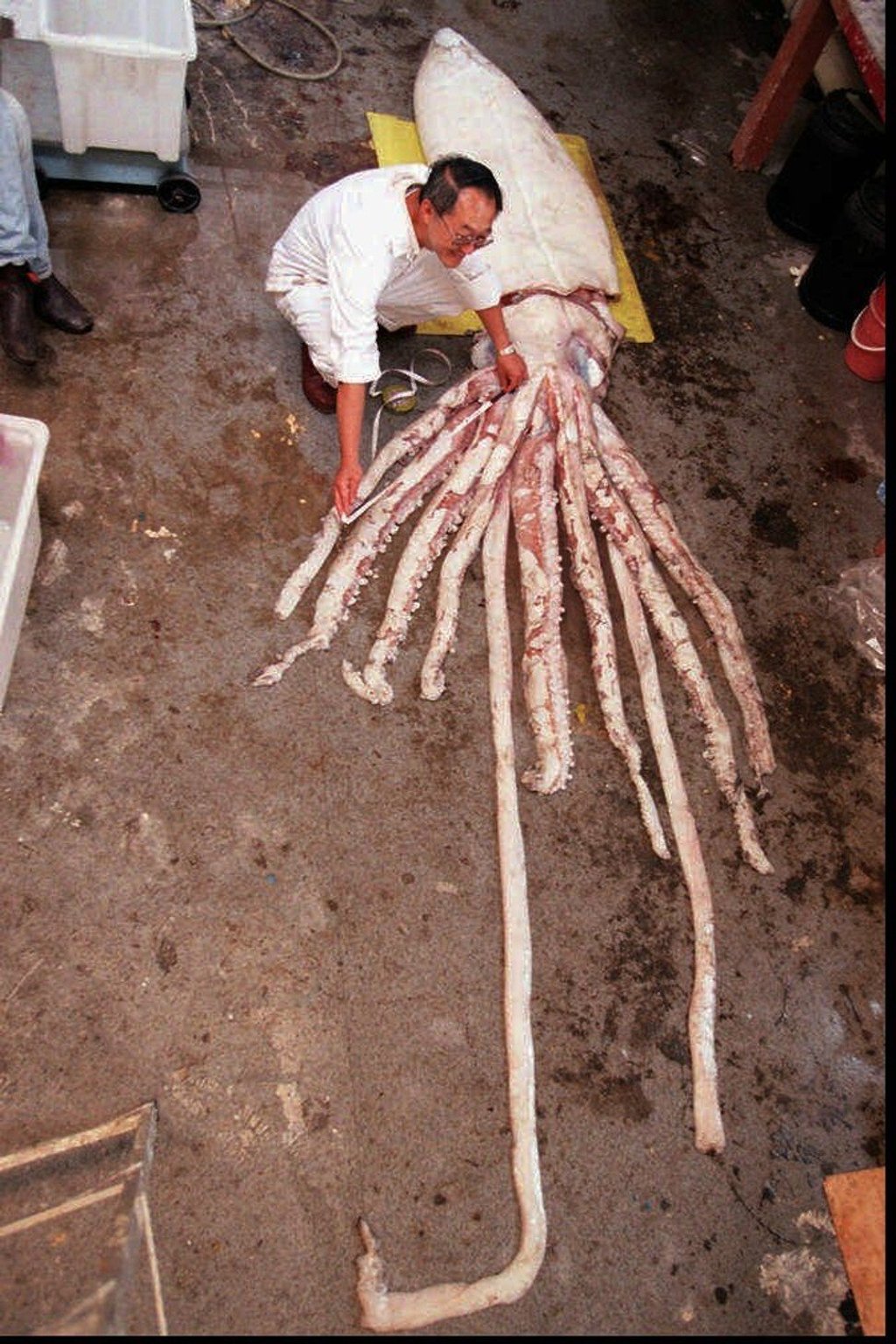 A giant female squid caught off Australia’s King Island, near Tasmania. Photo: AP