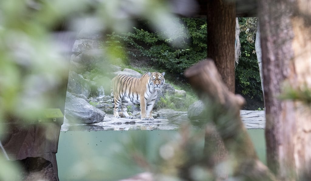 Male tiger Sayan, which shares the same enclosure. Photo: AP Male tiger Sayan, which shares the same enclosure. Photo: AP