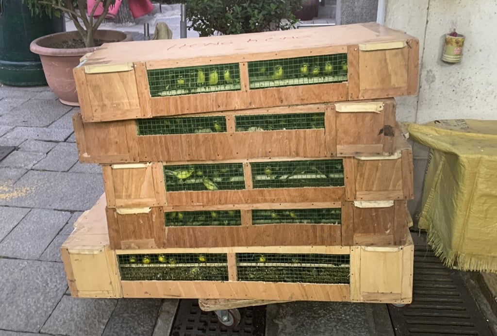 A recently arrived shipment of song birds from Africa at the Yuan Po Street Bird Market. Photo: Caroline Dingle