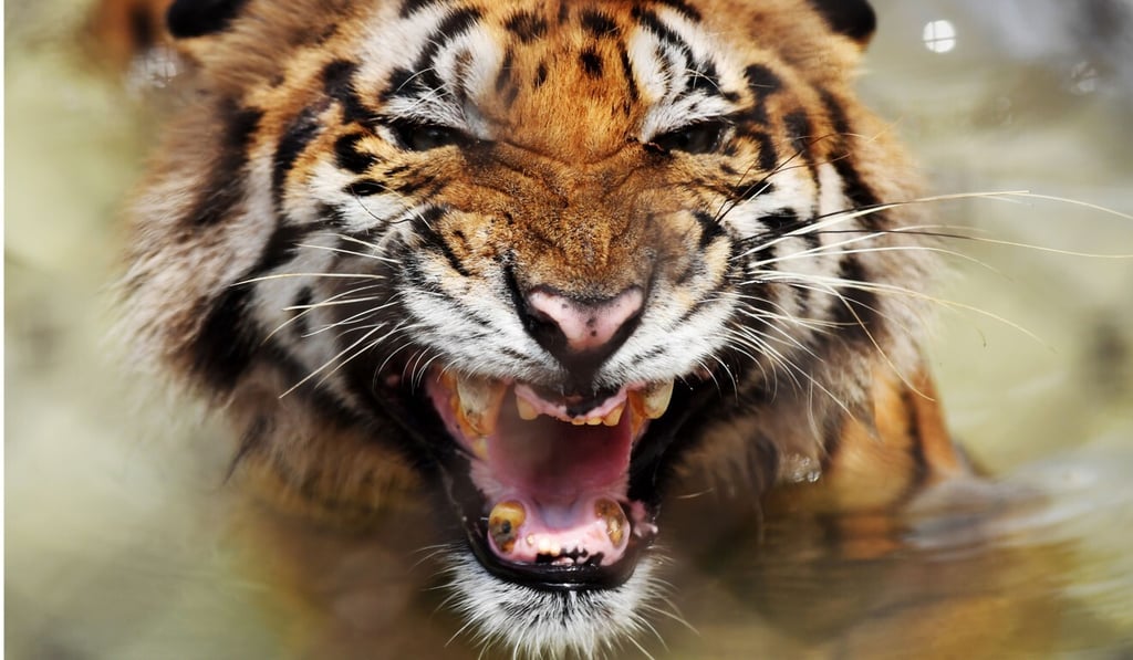 Just 22 tigers are thought to remain in the wild in Myanmar. Photo: AFP