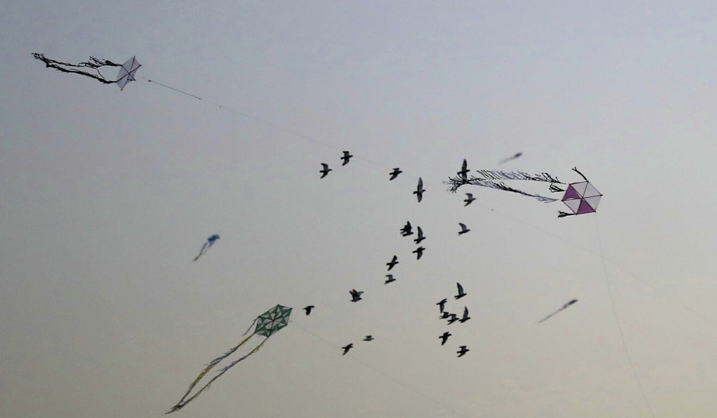 Birds fly near kites flying in the Saft el-Laban district of the Egyptian city of Giza, near the capital Cairo. Photo: AFP