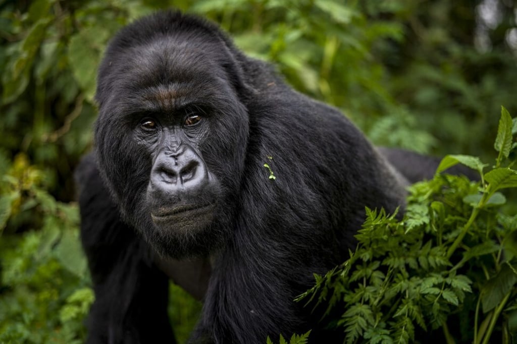 A mountain gorilla walks in the Volcanoes National Park, Rwanda. The cost of gorilla tourism in the East African nation has been cut to try to win tourists back and revive the economy after the pandemic shut tourism down. Photo: AP