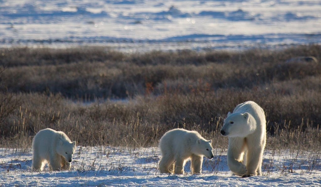 Even if a moderate reduction in greenhouse gases is achieved, several populations of polar bears will disappear, the study said. Photo: AFP Even if a moderate reduction in greenhouse gases is achieved, several populations of polar bears will disappear, the study said. Photo: AFP