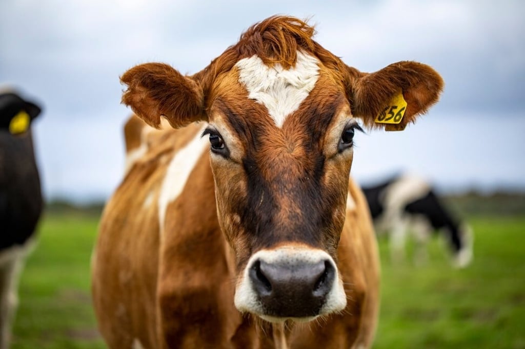 In Asia, cows were historically considered too valuable and productive for farming to be slaughtered for food. Photo: Shutterstock