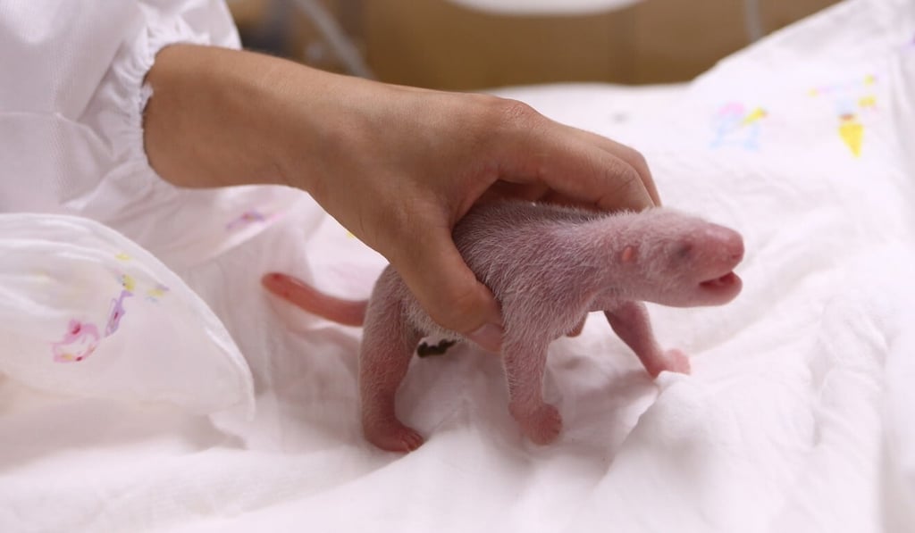 A handout photo provided by South Korea’s Everland theme park shows the newborn panda cub. Photo: Handout / Everland