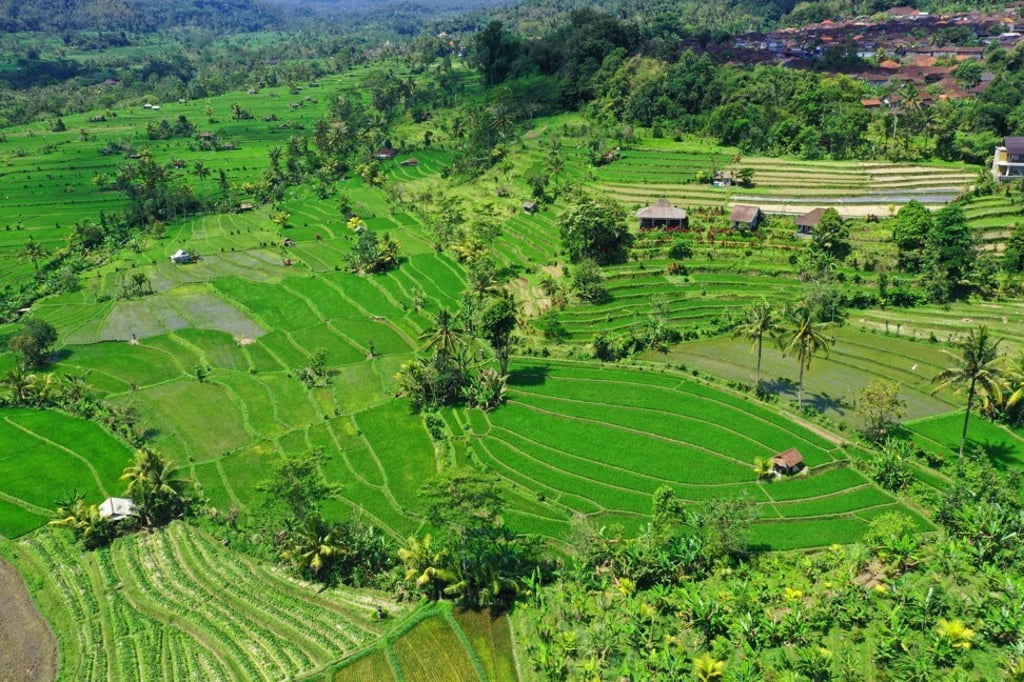 Green rice terraces and farms in Bali could prove popular destinations if the agritourism trend takes off. Green rice terraces and farms in Bali could prove popular destinations if the agritourism trend takes off.