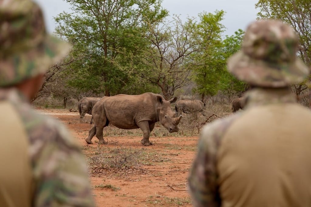 IT service provider Hemmersbach invests 20 per cent of its revenue in ‘Direct Action’ projects, such as its conservation efforts to save endangered rhinoceros from extinction.