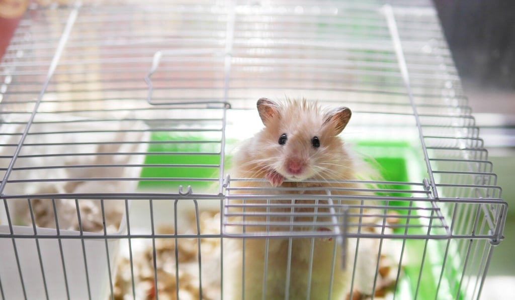 Among the animals the government has been asked to care for are more than a dozen hamsters. Photo: Shutterstock Among the animals the government has been asked to care for are more than a dozen hamsters. Photo: Shutterstock