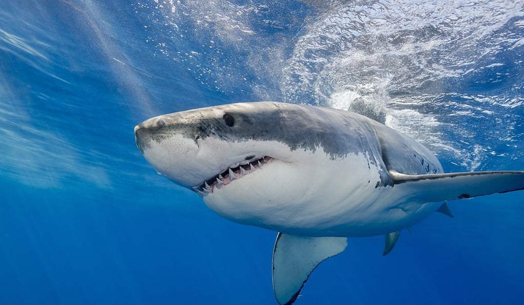 Unprovoked shark attacks are rare. There had previously been only one recorded incident in Maine, about 10 years ago. Photo: Shutterstock