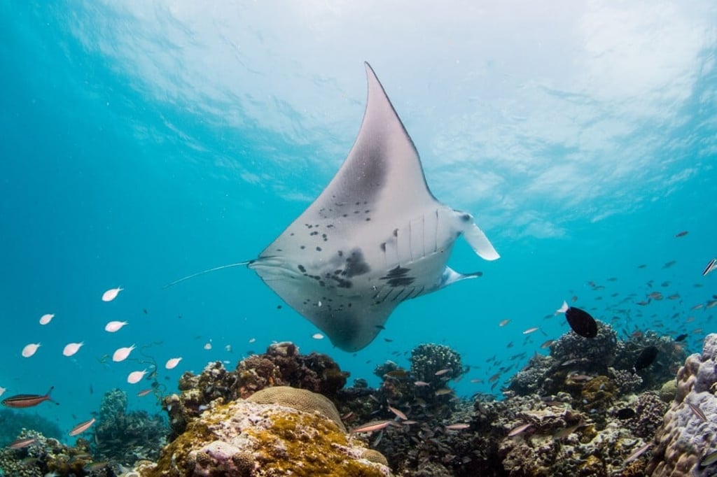 InterContinental Maldives Maamunagau Resort works with Manta Trust to protect rays in its lagoon. Photo: InterContinental InterContinental Maldives Maamunagau Resort works with Manta Trust to protect rays in its lagoon. Photo: InterContinental