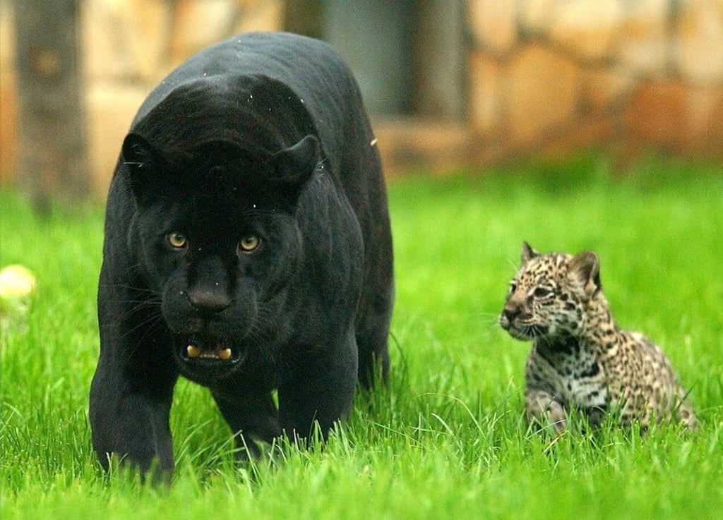 The cat not the car, a black jaguar with her cub. Photo: EPA