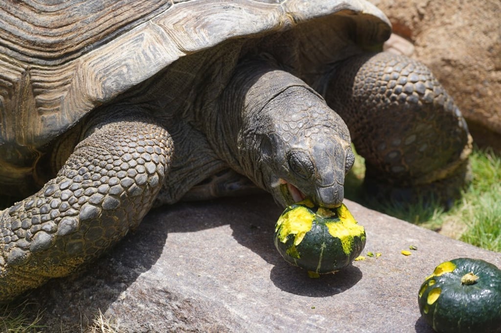 Aldabra giant tortoises can live for up to 250 years. Photo: SCMP