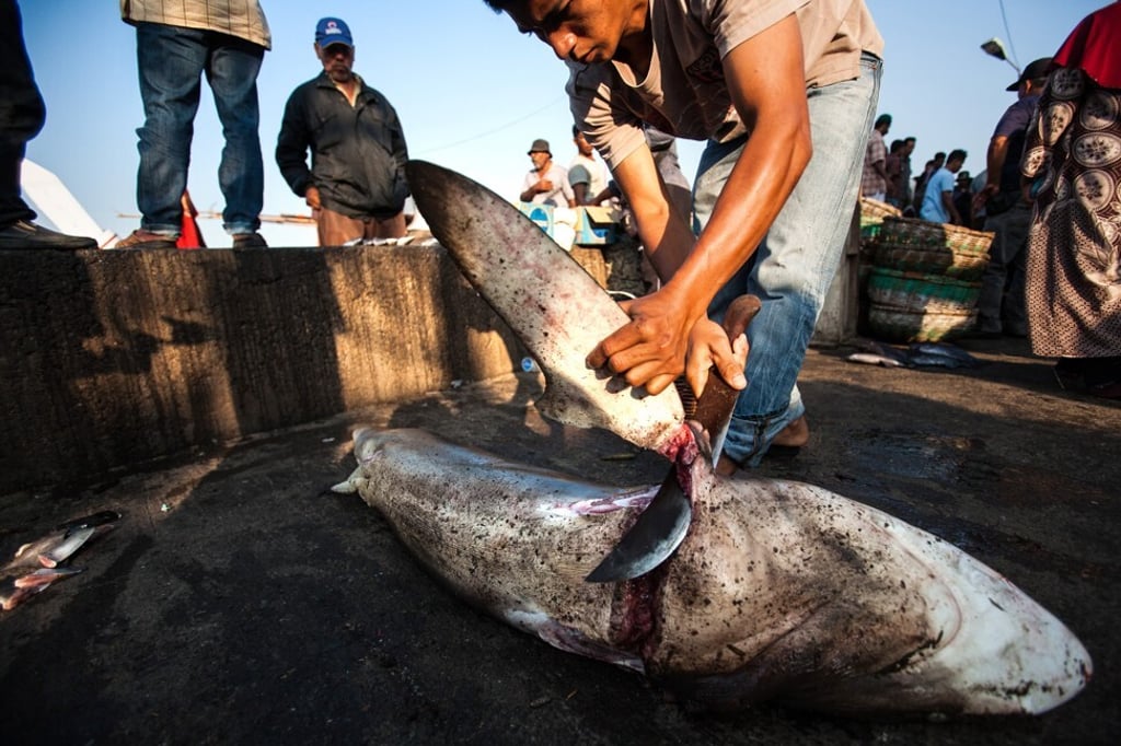 A fisherman cuts the fin of a shark in a fish market in Banda Aceh, Indonesia, in 2013. Photo: AFP A fisherman cuts the fin of a shark in a fish market in Banda Aceh, Indonesia, in 2013. Photo: AFP