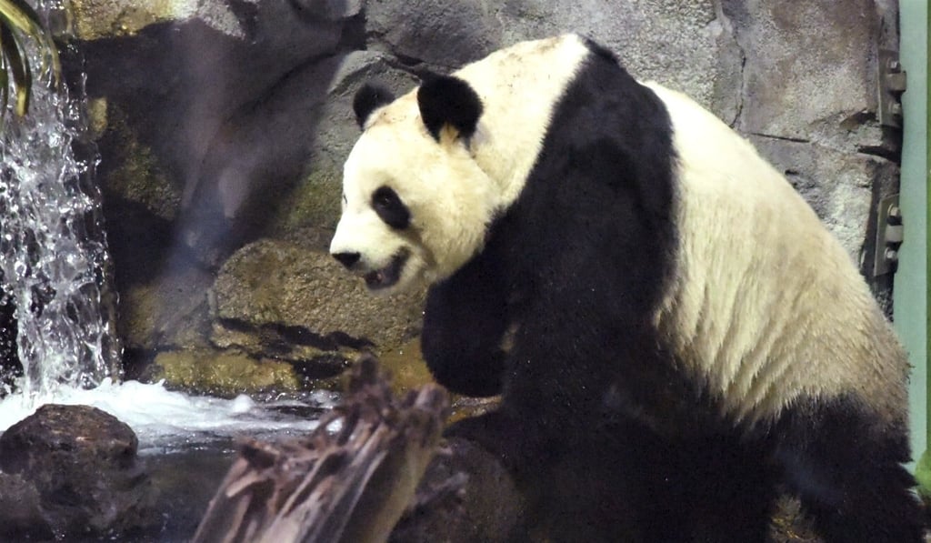 The Calgary Zoo is struggling to secure proper documentation to ship two pandas home to China after the coronavirus pandemic severely disrupted their food supply. Photo: AFP/The Calgary Zoo The Calgary Zoo is struggling to secure proper documentation to ship two pandas home to China after the coronavirus pandemic severely disrupted their food supply. Photo: AFP/The Calgary Zoo