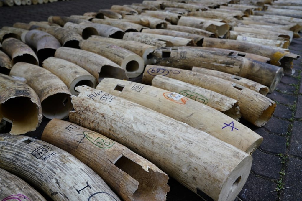 Ivory is laid out to be destroyed in Singapore on August 11. Photo: National Parks Board via EPA-EFE