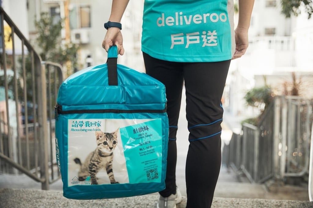 A cat who is up for adoption and being promoted by Deliveroo and the Hong Kong Saving Cat and Dog Association. Photo: Deliveroo / Hong Kong Saving Cats and Dogs Association