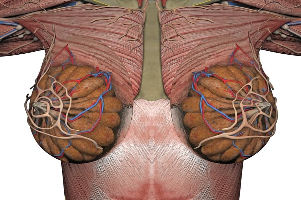 Rendering of the anatomy of the female breast. Photo: Shutterstock