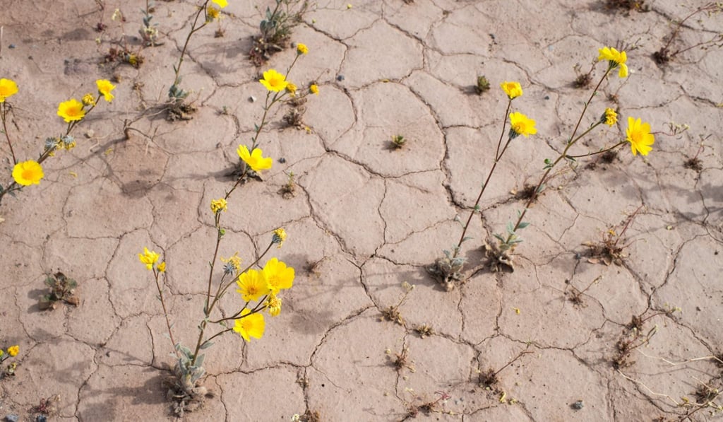 Yellow wildflowers line the motorway through Death Valley National Park in California in March 2016. Photo: AFP Yellow wildflowers line the motorway through Death Valley National Park in California in March 2016. Photo: AFP