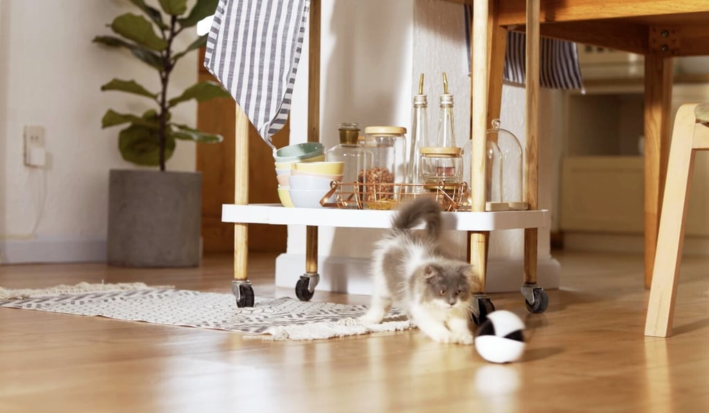 A cat playing with Ebo, a companion robot developed by Shenzhen-based startup Enabot. Photo: Handout