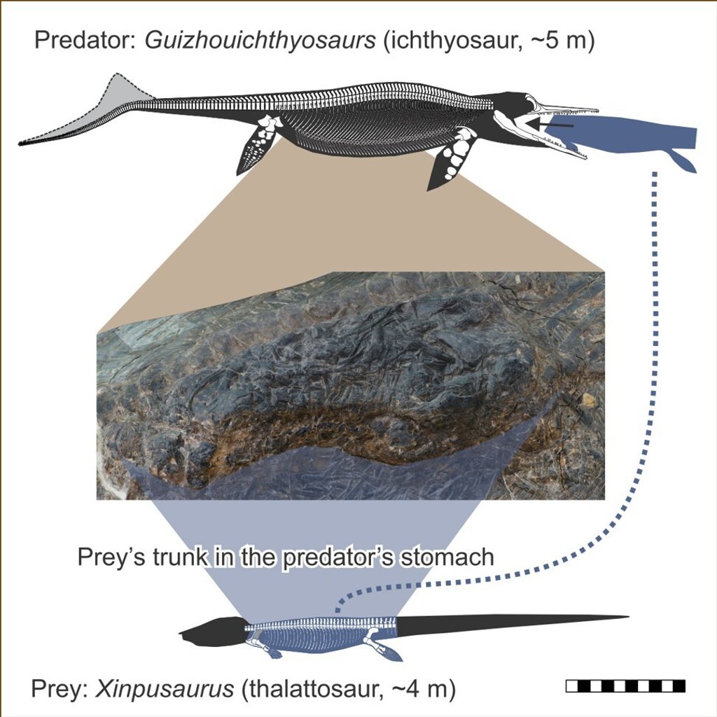An illustration shows how the ichthyosaur’s stomach contents represent the first direct evidence of ancient “megapredation” – one large animal eating another. Image: Da-Yong Jiang, et al/iScience via Reuters An illustration shows how the ichthyosaur’s stomach contents represent the first direct evidence of ancient “megapredation” – one large animal eating another. Image: Da-Yong Jiang, et al/iScience via Reuters