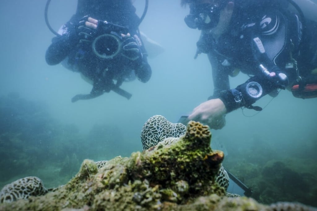 Marine scientists Vriko Yu (left) and Pei Yu-de check Platygyra coral on the seabed in Hoi Ha Wan, Sai Kung, Hong Kong. Photo: James Wendlinger Marine scientists Vriko Yu (left) and Pei Yu-de check Platygyra coral on the seabed in Hoi Ha Wan, Sai Kung, Hong Kong. Photo: James Wendlinger