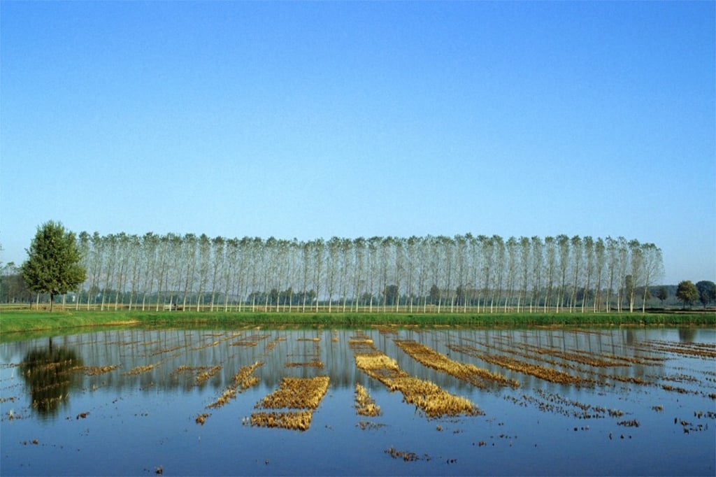 Rice paddies in Cassolnovo. Lombardy. They seasonally become a watery checkerboard spread across fertile meadows in the area. Photo: Getty Images Rice paddies in Cassolnovo. Lombardy. They seasonally become a watery checkerboard spread across fertile meadows in the area. Photo: Getty Images