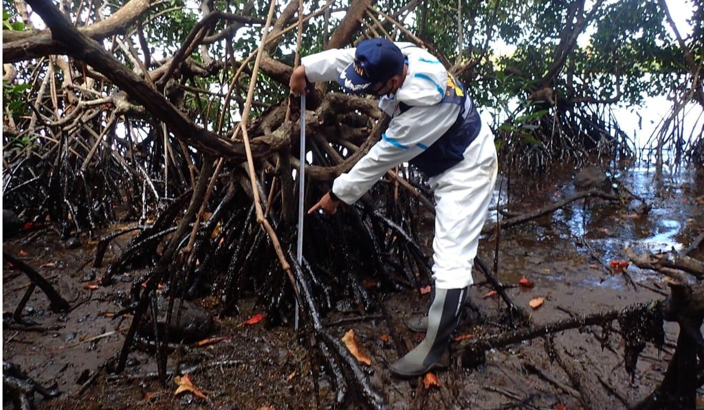 A Japan International Cooperation Agency experts finds oil drifting in swamps where mangroves are found in Mauritius. Photo: AFP