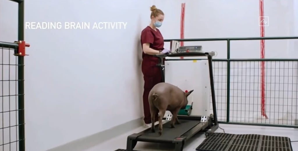 Neuralink has three pigs with two brain implants each. Photo: YouTube
