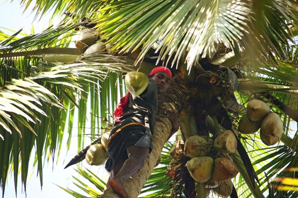 After climbing to the top of a palm tree in Varkala in Kerala, an Indian worker cuts fresh green coconuts from it. Photo: Getty Images