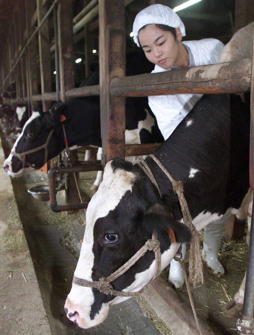 A dairy farm in Sodegaura City, Chiba prefecture. Photo: Reuters A dairy farm in Sodegaura City, Chiba prefecture. Photo: Reuters
