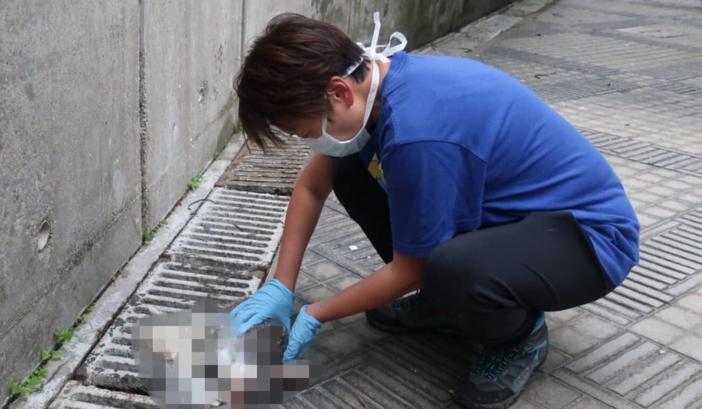 A worker collects the body of a dead pet after some were thrown out of a residential building in Hong Kong. Photo: Handout A worker collects the body of a dead pet after some were thrown out of a residential building in Hong Kong. Photo: Handout