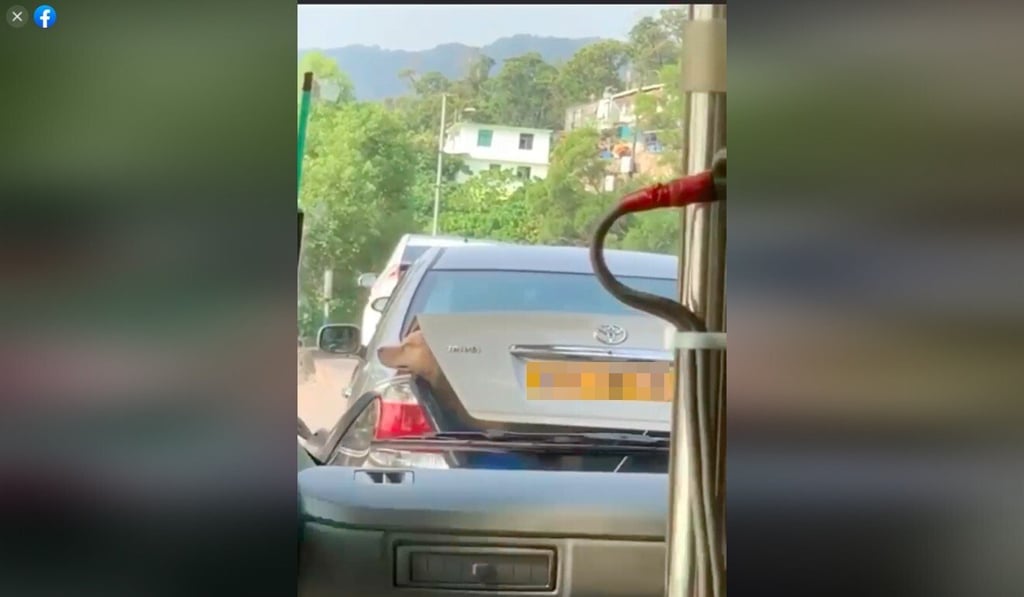 Police tracked down the owner from the video. He claimed the dog had climbed into the boot on its own via the back seat. Photo: Facebook