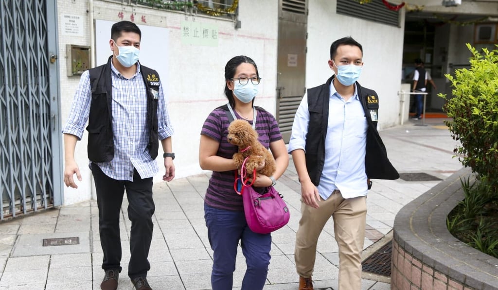 The poodle was found safe and reunited with its owner on Friday. Photo: Handout The poodle was found safe and reunited with its owner on Friday. Photo: Handout