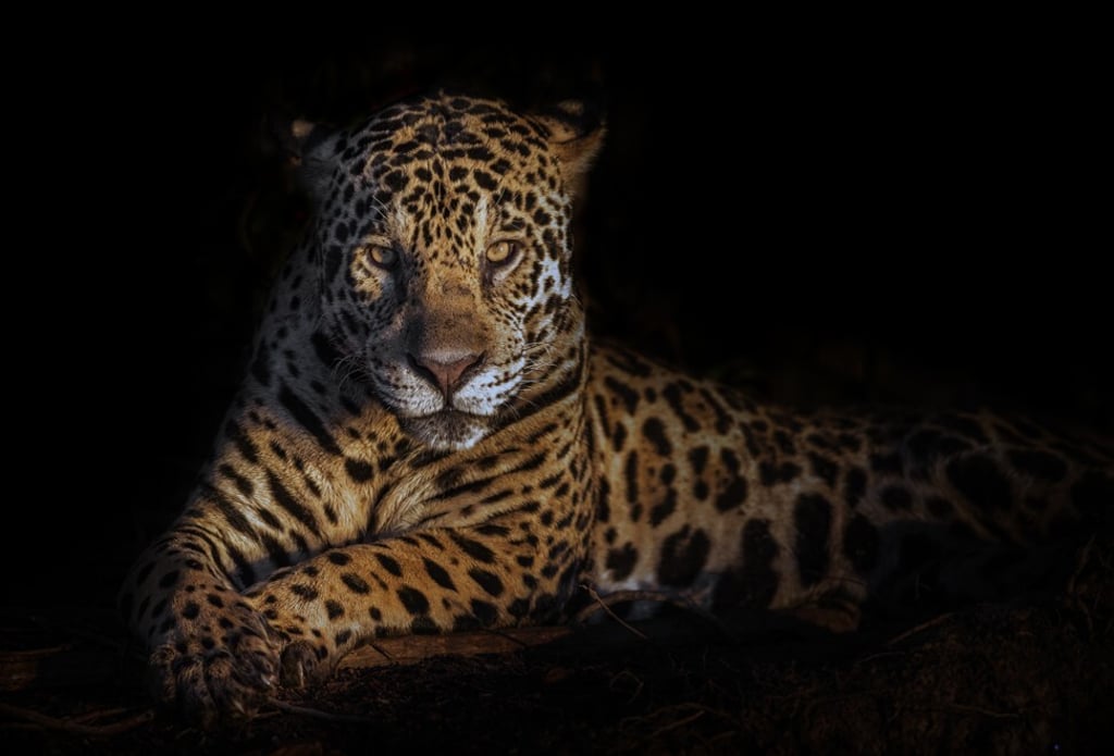 Around 200 jaguars have been killed, injured or displaced by the wildfires. Photo: Getty Images