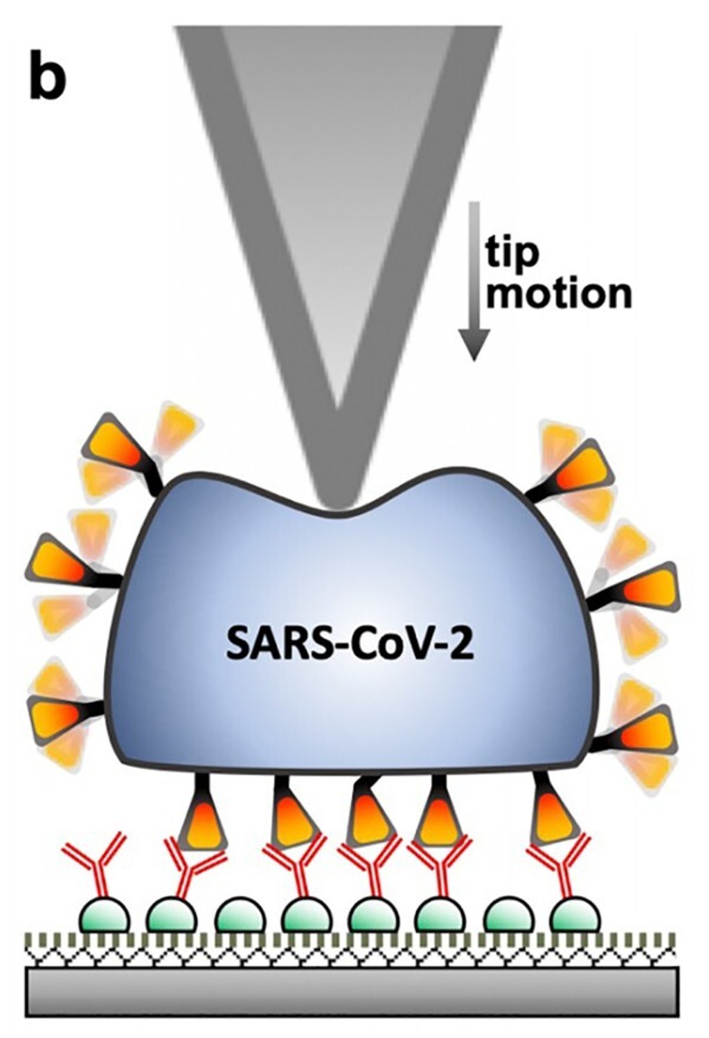 Scientists from the Semmelweis University in Budapest pinched the coronavirus with a nano needle. Credit: Dr Miklos Kellermayer Scientists from the Semmelweis University in Budapest pinched the coronavirus with a nano needle. Credit: Dr Miklos Kellermayer