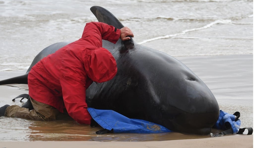 A rescuer works to save a whale stranded on a beach in Macquarie Harbour on the rugged west coast of Tasmania. Photo: AFP