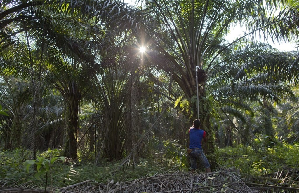 A worker harvests palm fruits from a plantation in Peninsular Malaysia. Photo: AP A worker harvests palm fruits from a plantation in Peninsular Malaysia. Photo: AP