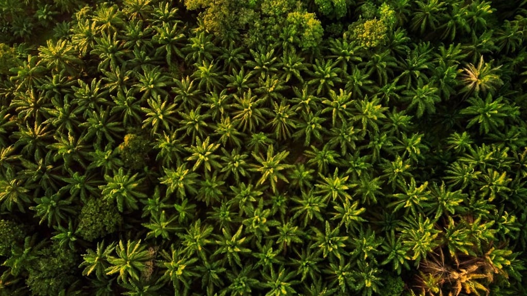 The arrival of palm oil plantations offered hope in Guatemala. Photo: Ihsan Aditya/Pexels